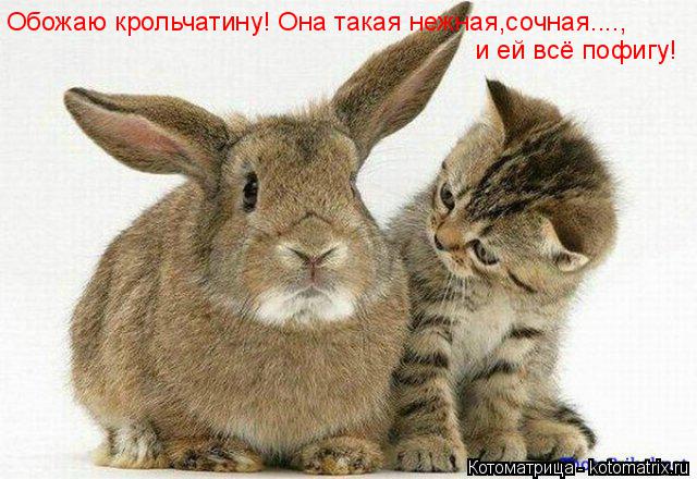 Обожаю крольчатину! Она такая нежная,сочная...., и ей всё пофигу!... Котоматрица: Обожаю крольчатину! Она такая нежная,сочная...., и ей всё пофигу!