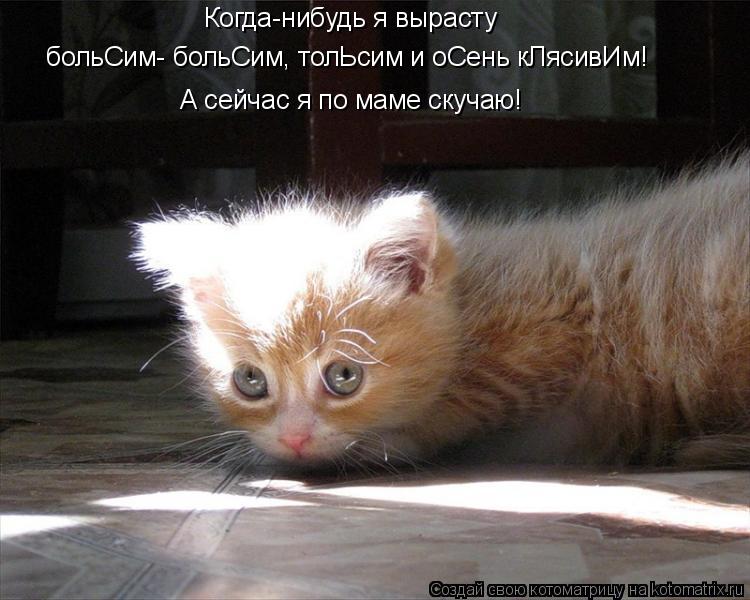 Когда-нибудь я вырасту больСим- больСим, толЬсим и оСень кЛясивИм! А сейчас я по маме скучаю!... Котоматрица: Когда-нибудь я вырасту больСим- больСим, толЬсим и оСень кЛясивИм! А сейчас я по маме скучаю!