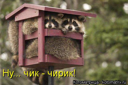 Ну... чик - чирик!... Котоматрица: Ну... чик - чирик!