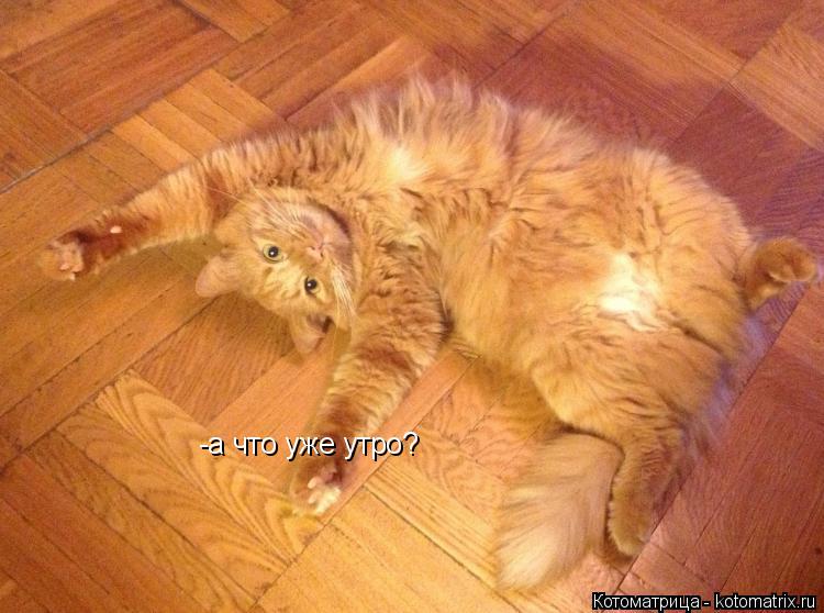 -а что уже утро?... Котоматрица: -а что уже утро?