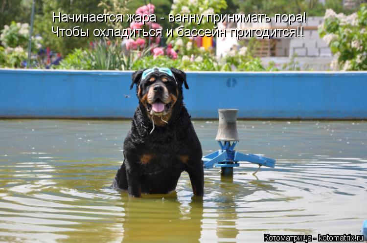 Начинается жара - ванну принимать пора! Чтобы охладиться и бассейн пригодится!!... Котоматрица: Начинается жара - ванну принимать пора! Чтобы охладиться и бассейн пригодится!!