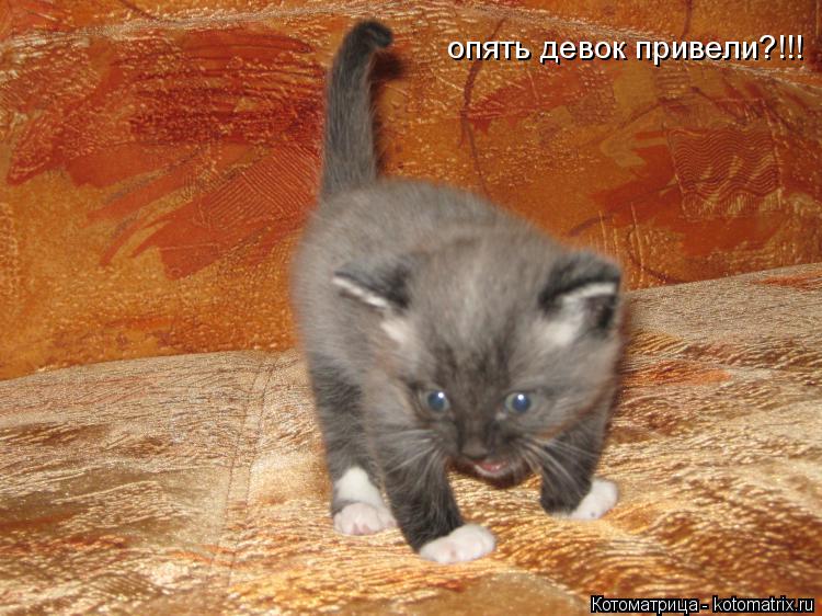 опять девок привели?!!!... Котоматрица: опять девок привели?!!!