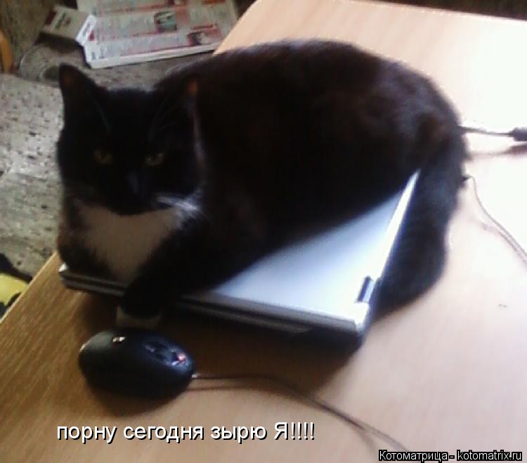 порну сегодня зырю Я!!!!... Котоматрица: порну сегодня зырю Я!!!!
