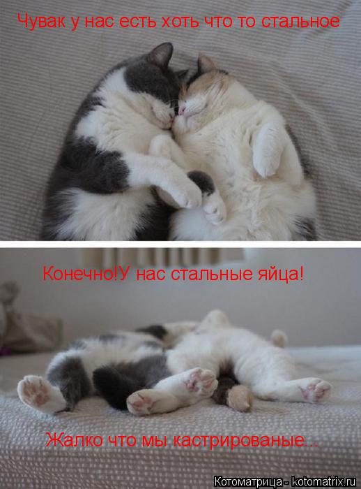 Чувак у нас есть хоть что то стальное Конечно!У нас стальные яйца! Жалко что мы кастрированые...... Котоматрица: Чувак у нас есть хоть что то стальное Конечно!У нас стальные яйца! Жалко что мы кастрированые...