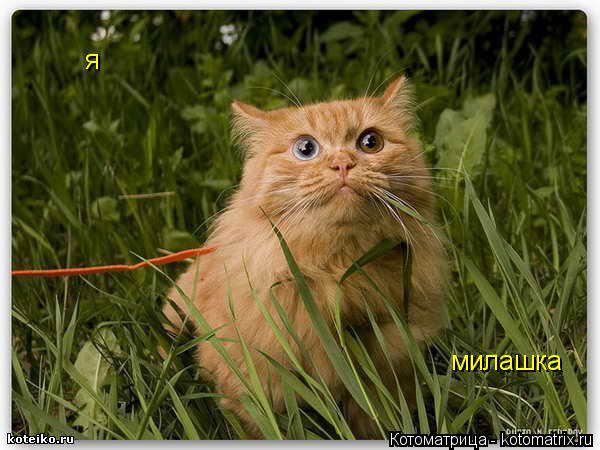 я милашка... Котоматрица: я милашка