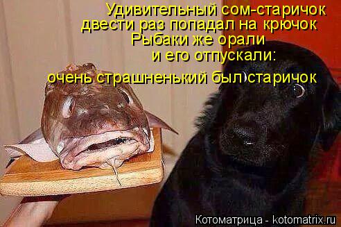 Удивительный сом-старичок двести раз попадал на крючок Рыбаки же орали и его отпускали: очень страш... Котоматрица: Удивительный сом-старичок двести раз попадал на крючок Рыбаки же орали и его отпускали: очень страшненький был старичок