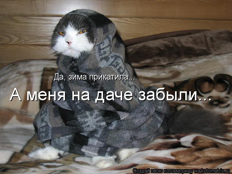 Да, зима прикатила... А меня на даче забыли...... Котоматрица: Да, зима прикатила... А меня на даче забыли...
