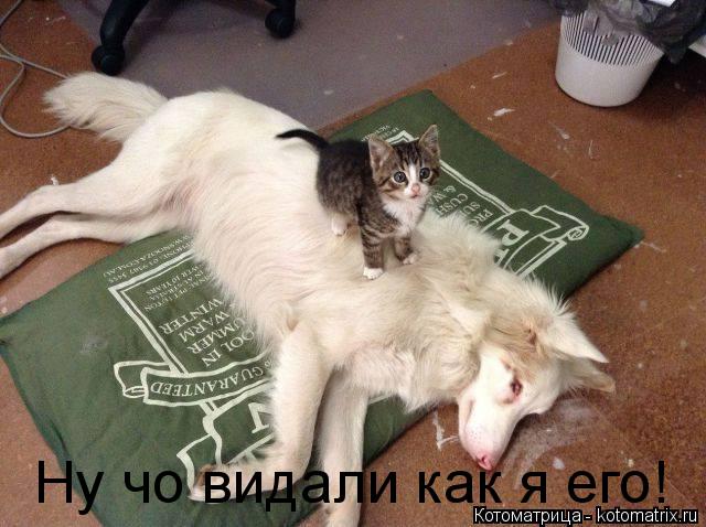 Ну чо видали как я его!... Котоматрица: Ну чо видали как я его!
