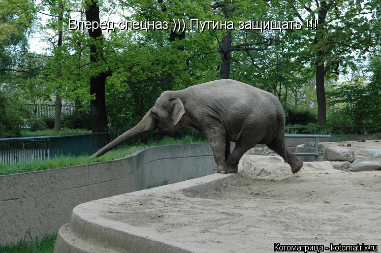 Котоматрица: Вперёд спецназ ))) Путина защищать !!!