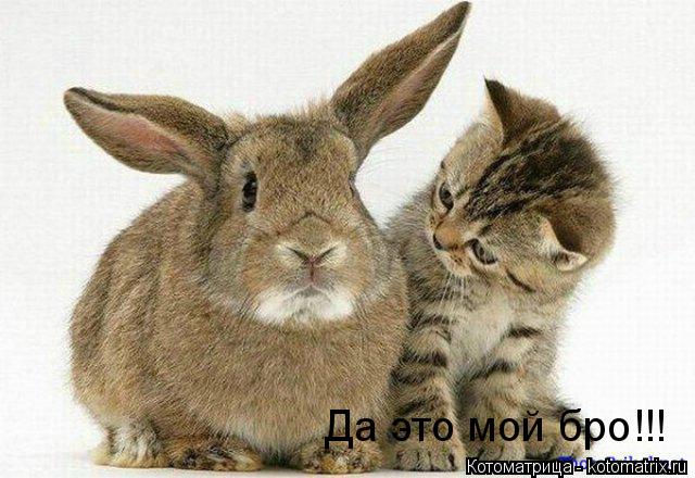 Да это мой бро!!!... Котоматрица: Да это мой бро!!!