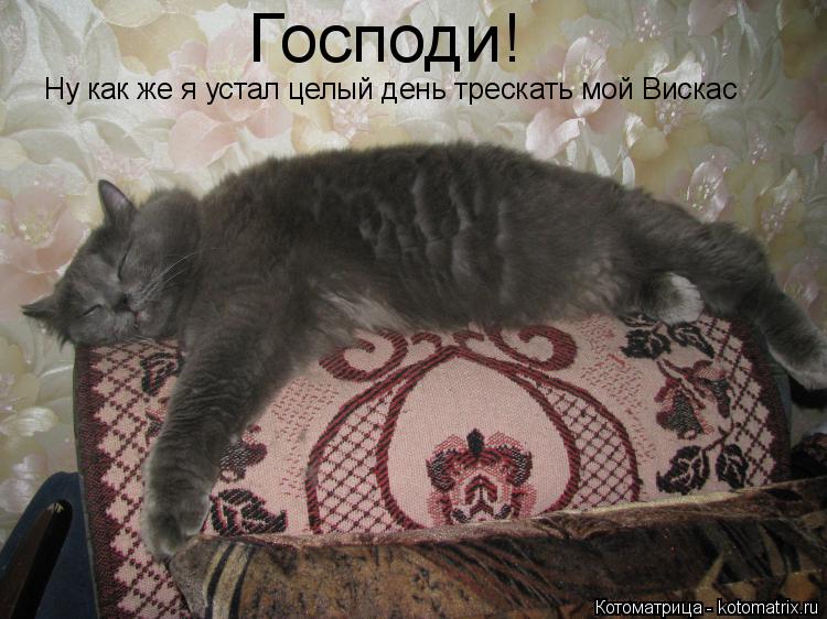 Господи! Ну как же я устал целый день трескать мой Вискас... Котоматрица: Господи! Ну как же я устал целый день трескать мой Вискас