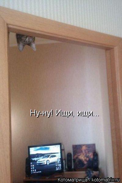 Ну-ну! Ищи, ищи...... Котоматрица: Ну-ну! Ищи, ищи...