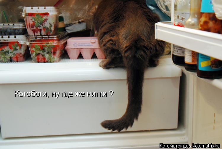 Котобоги, ну где же нитки ?... Котоматрица: Котобоги, ну где же нитки ?