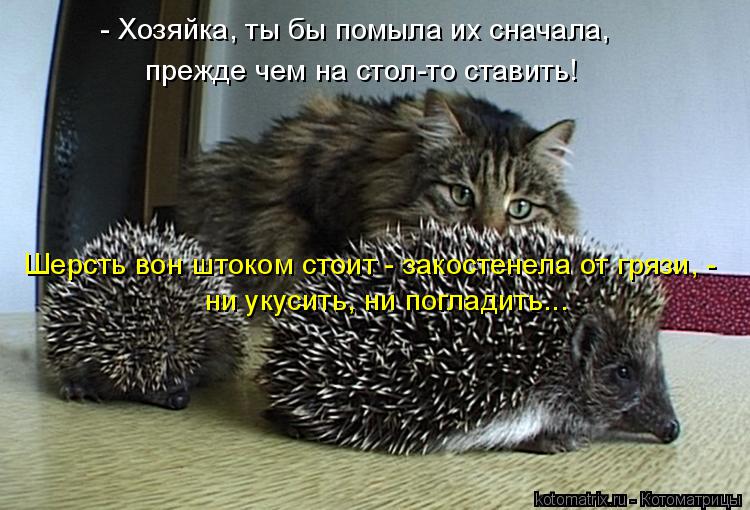 Котоматрица: - Хозяйка, ты бы помыла их сначала,  ни укусить, ни погладить... Шерсть вон штоком стоит - закостенела от грязи, -  прежде чем на стол-то ставить!