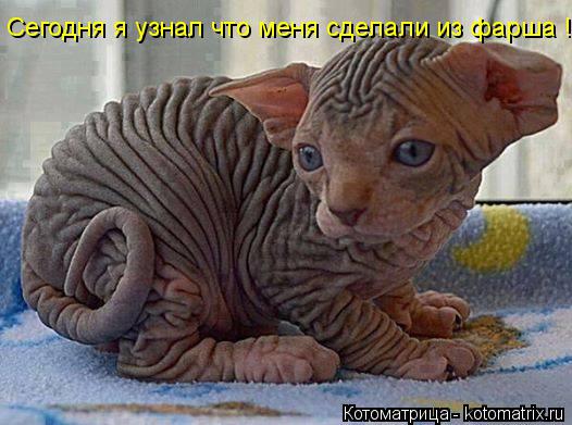 Сегодня я узнал что меня сделали из фарша !!!!... Котоматрица: Сегодня я узнал что меня сделали из фарша !!!!