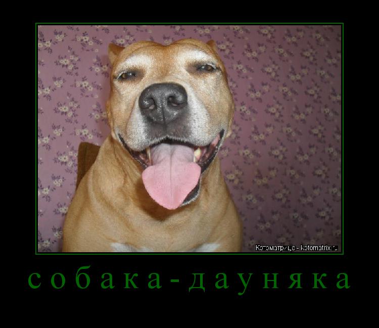 собака-дауняка ... Котоматрица: собака-дауняка