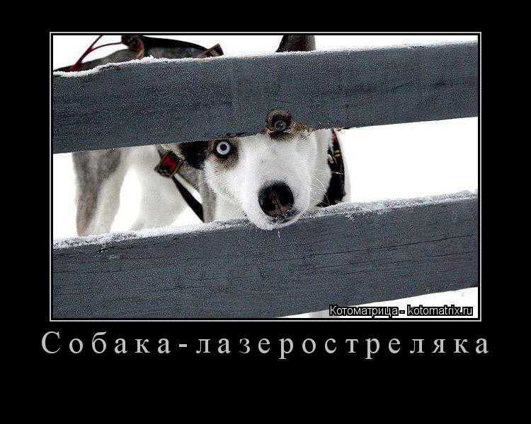 Собака-лазеростреляка ... Котоматрица: Собака-лазеростреляка