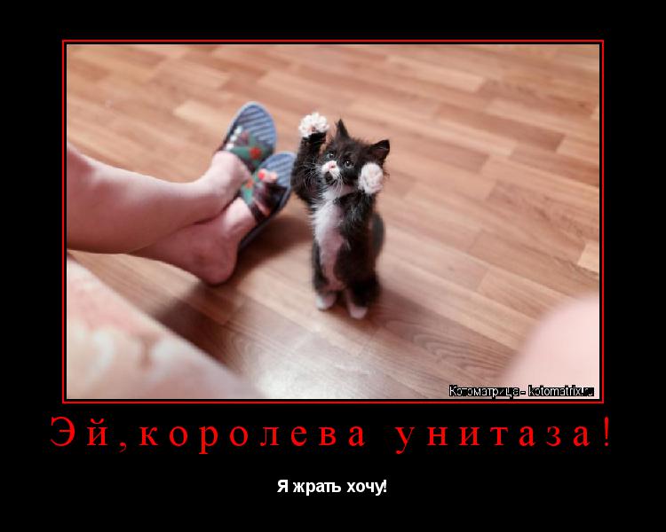 Эй,королева унитаза! Я жрать хочу!... Котоматрица: Эй,королева унитаза! Я жрать хочу!