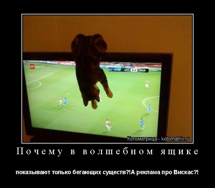 Почему в волшебном ящике показывают только бегающих существ?!А реклама про Вискас?!... Котоматрица: Почему в волшебном ящике показывают только бегающих существ?!А реклама про Вискас?!