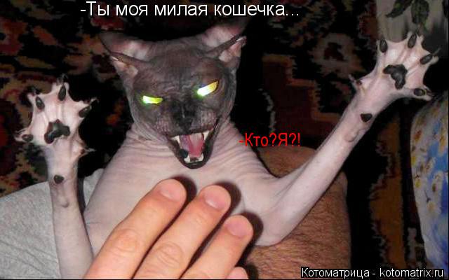 -Ты моя милая кошечка... -Кто?Я?!... Котоматрица: -Ты моя милая кошечка... -Кто?Я?!