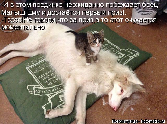 -И в этом поединке неожиданно побеждает боец Малыш!Ему и достаётся первый приз!.. -Тсссс!Не говори,чт... Котоматрица: -И в этом поединке неожиданно побеждает боец Малыш!Ему и достаётся первый приз!.. -Тсссс!Не говори,что за приз,а то этот очухается моментальн