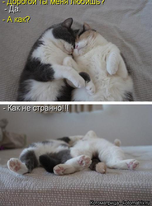 Котоматрица: - Дорогой ты меня любишь? - Да. - А как? - Как не странно!!!