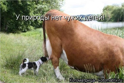 У природы нет чужих детей!... Котоматрица: У природы нет чужих детей!