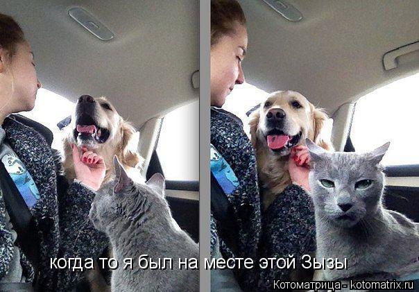 когда то я был на месте этой Зызы... Котоматрица: когда то я был на месте этой Зызы