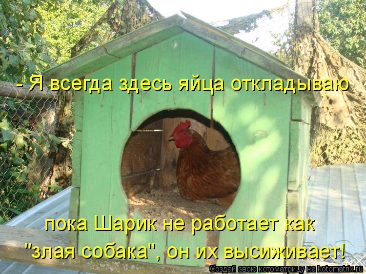 - Я всегда здесь яйца откладываю пока Шарик не работает как "злая собака", он их высиживает!... Котоматрица: - Я всегда здесь яйца откладываю пока Шарик не работает как "злая собака", он их высиживает!