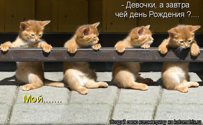 - Девочки, а завтра чей день Рождения ?.... Мой.......... Котоматрица: - Девочки, а завтра чей день Рождения ?.... Мой.......