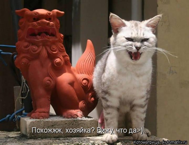Котоматрица: Похожжж, хозяйка? Вижу, что да>)...