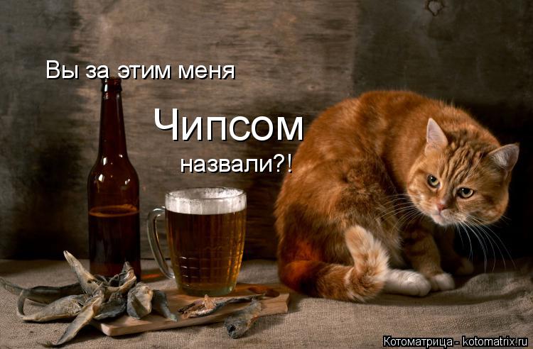 Вы за этим меня Чипсом назвали?!... Котоматрица: Вы за этим меня Чипсом назвали?!