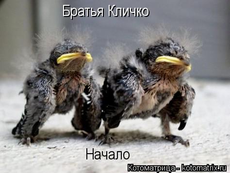 Братья Кличко Начало... Котоматрица: Братья Кличко Начало