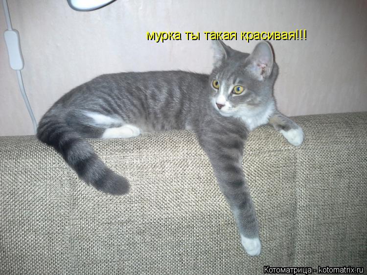 мурка ты такая красивая!!!... Котоматрица: мурка ты такая красивая!!!