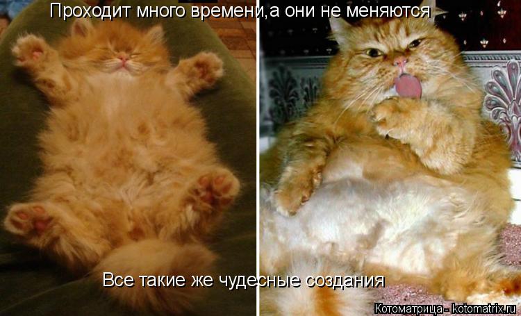 Проходит много времени,а они не меняются Все такие же чудесные создания... Котоматрица: Проходит много времени,а они не меняются Все такие же чудесные создания