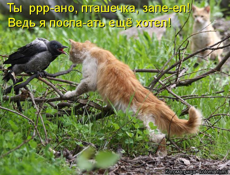 Ты ррр-ано, пташечка, запе-ел! Ведь я поспа-ать ещё хотел!... Котоматрица: Ты ррр-ано, пташечка, запе-ел! Ведь я поспа-ать ещё хотел!
