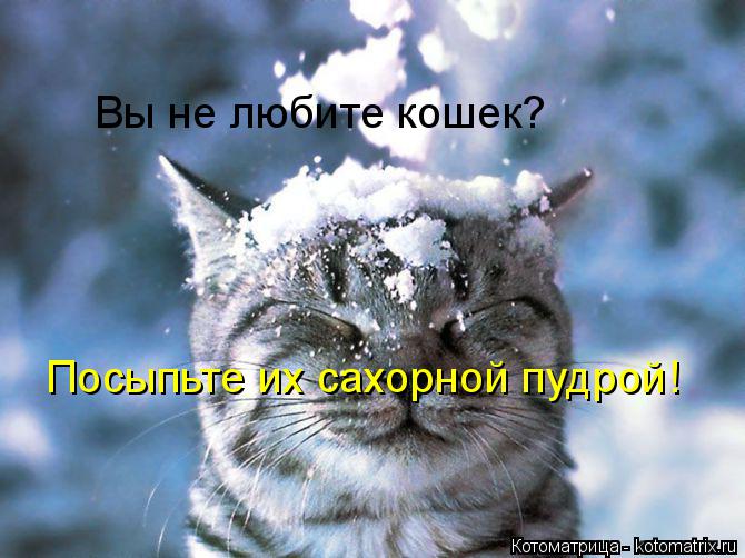 Вы не любите кошек? Посыпьте их сахорной пудрой!... Котоматрица: Вы не любите кошек? Посыпьте их сахорной пудрой!