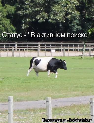 Статус - "В активном поиске"... Котоматрица: Статус - "В активном поиске"