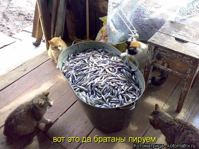 вот это да братаны пируем... Котоматрица: вот это да братаны пируем