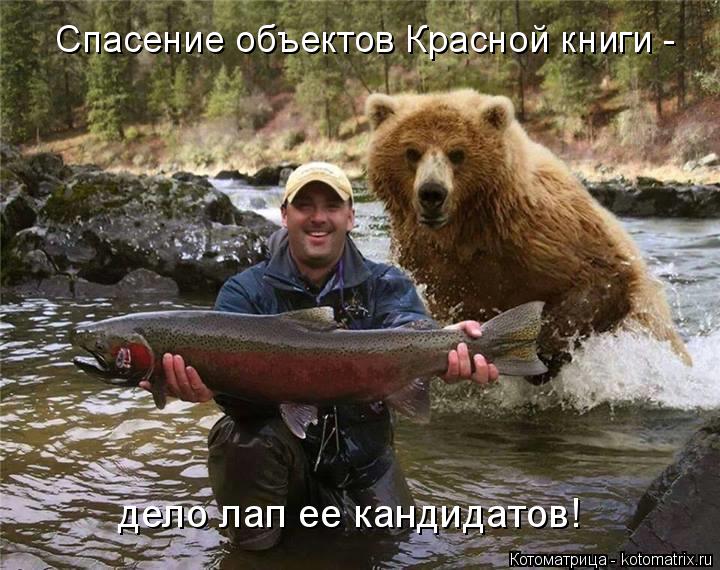 дело лап ее кандидатов! Спасение объектов Красной книги -... Котоматрица: дело лап ее кандидатов! Спасение объектов Красной книги -