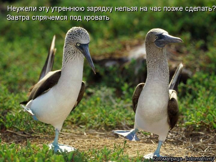 Неужели эту утреннюю зарядку нельзя на час позже сделать? Завтра спрячемся под кровать... Котоматрица: Неужели эту утреннюю зарядку нельзя на час позже сделать? Завтра спрячемся под кровать
