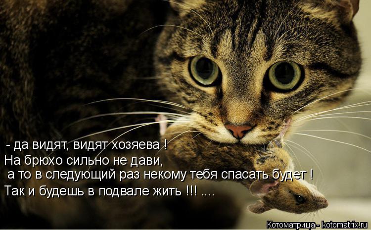 - да видят, видят хозяева ! На брюхо сильно не дави, а то в следующий раз некому тебя спасать будет !... Котоматрица: - да видят, видят хозяева ! На брюхо сильно не дави, а то в следующий раз некому тебя спасать будет ! Так и будешь в подвале жить !!! ....