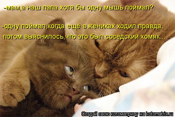 Котоматрица: -мам,а наш папа хотя бы одну мышь поймал? потом выяснилось,что это был соседский хомяк... -одну поймал,когда ещё в женихах ходил.правда,