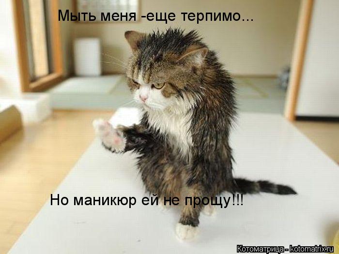 Котоматрица: Мыть меня -еще терпимо... Но маникюр ей не прощу!!!