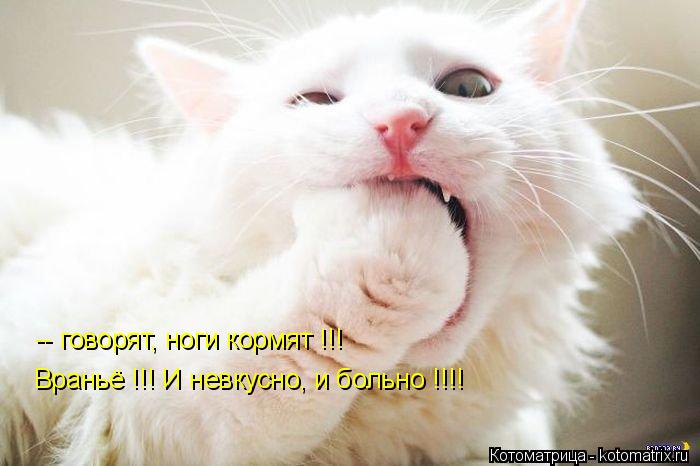 -- говорят, ноги кормят !!! Враньё !!! И невкусно, и больно !!!!... Котоматрица: -- говорят, ноги кормят !!! Враньё !!! И невкусно, и больно !!!!