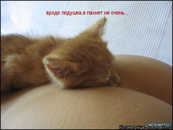 вроде подушка,а пахнет не очень...... Котоматрица: вроде подушка,а пахнет не очень...