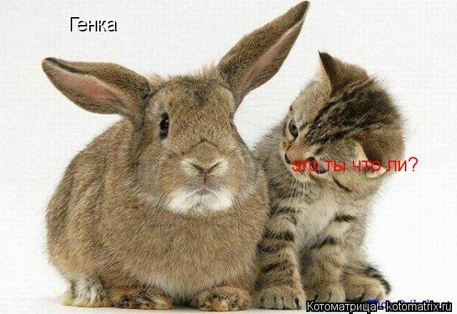 Генка это ты что ли?... Котоматрица: Генка это ты что ли?