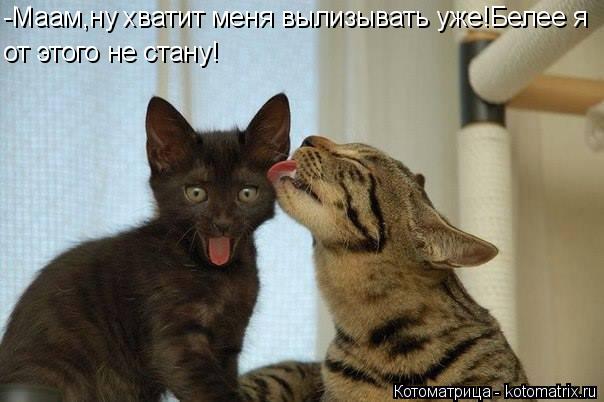 -Маам,ну хватит меня вылизывать уже!Белее я от этого не стану!... Котоматрица: -Маам,ну хватит меня вылизывать уже!Белее я от этого не стану!