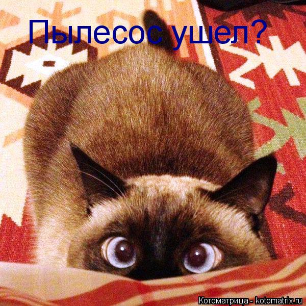 Пылесос ушел?... Котоматрица: Пылесос ушел?