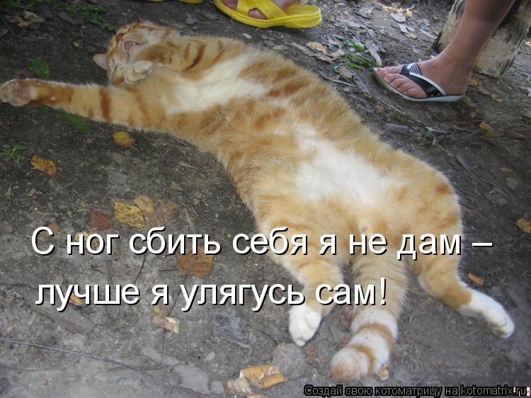 С ног сбить себя я не дам – лучше я улягусь сам!... Котоматрица: С ног сбить себя я не дам – лучше я улягусь сам!